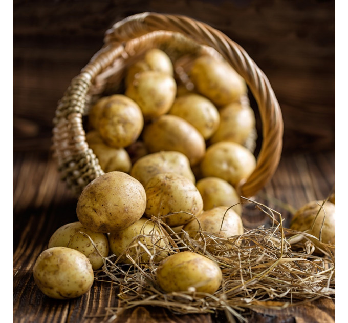Семенной картофель Диор (Dior) 60-70 дней, 2 репродукция