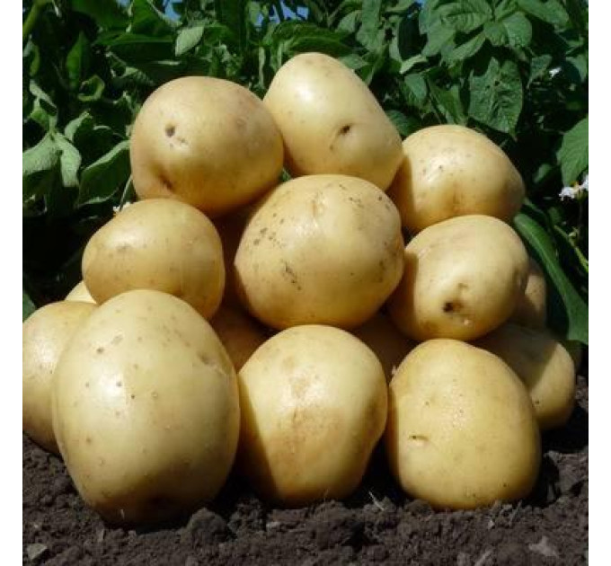 Насіннєва картопля Арізона, 70-80 днів 2 репродукція