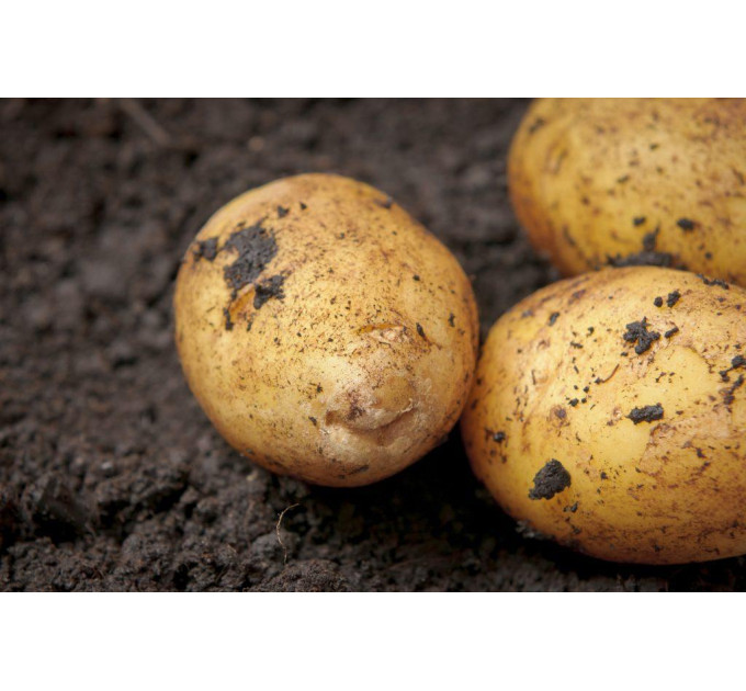 Насіннєва картопля Арізона, 70-80 днів 2 репродукція