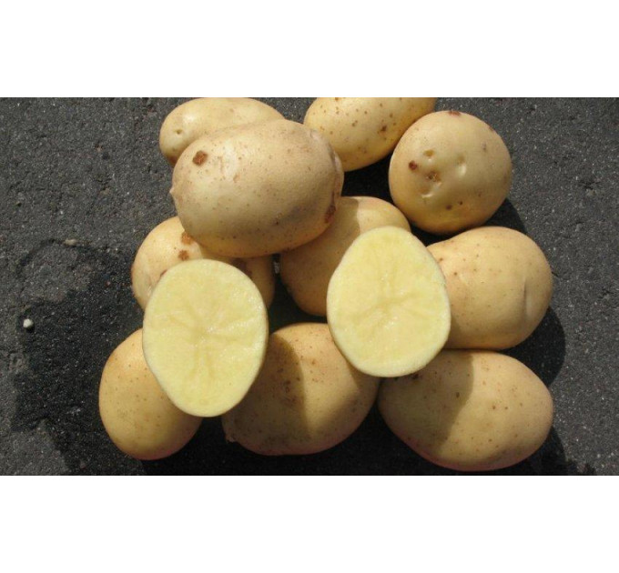 Насіннєва картопля Арізона, 70-80 днів 2 репродукція