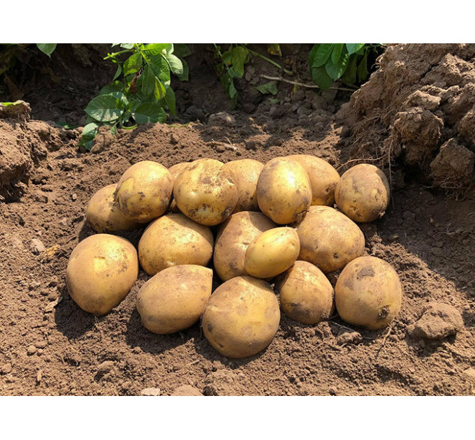 Семенной картофель Сорая, 90-110 дней 2 репродукция