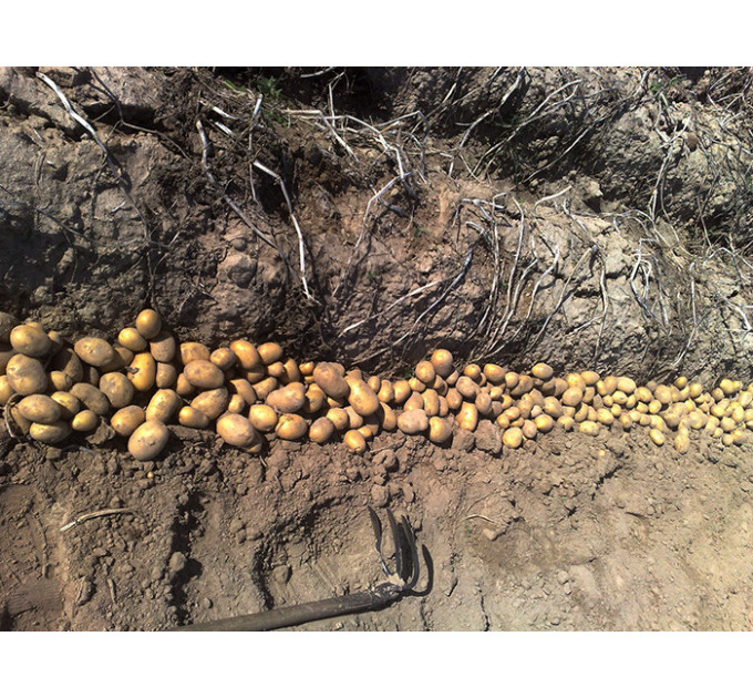 Семенной картофель Сорая, 90-110 дней 2 репродукция