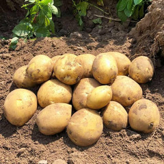 Семенной картофель Сорая, 90-110 дней 2 репродукция