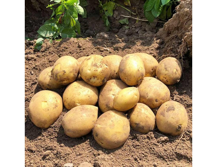 Семенной картофель Сорая, 90-110 дней 2 репродукция