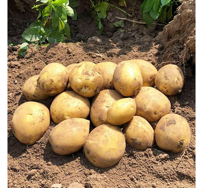 Семенной картофель Сорая, 90-110 дней 2 репродукция