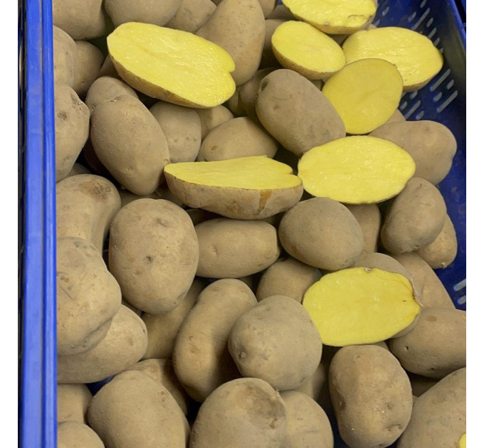 Насіннєва картопля Аннушка, 50-60 днів ультраранній 2 репродукція