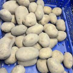 Семенной картофель Аннушка, 50-60 дней ультраранний сорт