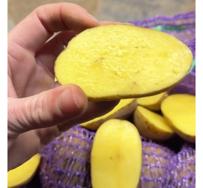 Семенной картофель Сорая, 90-110 дней 2 репродукция