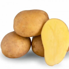 Семенной картофель Камелия (Camellia) 80-90 дней, 2 репродукция