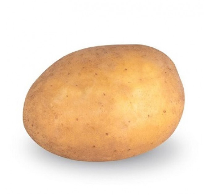 Семенной картофель Камелия (Camellia) 80-90 дней, 2 репродукция