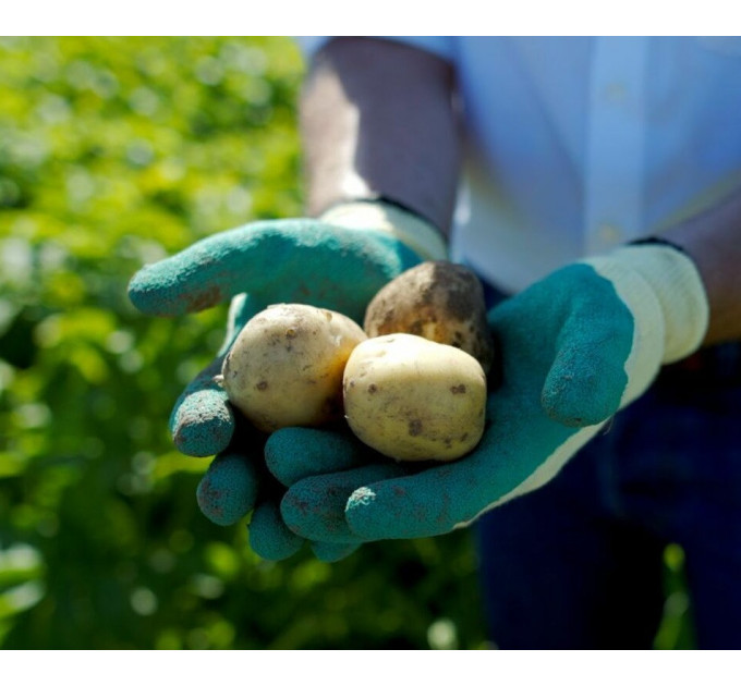 Семенной картофель Камелия (Camellia) 80-90 дней, 2 репродукция