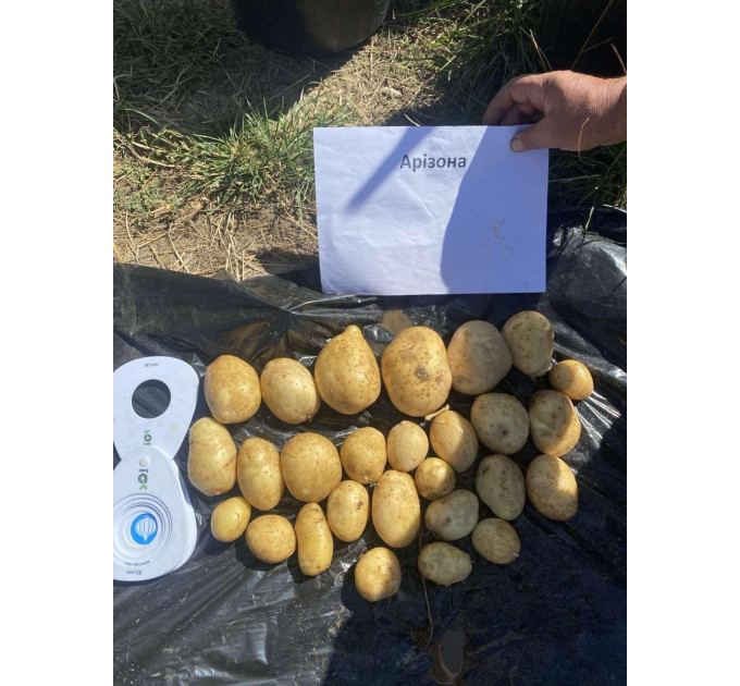 Насіннєва картопля Арізона, 70-80 днів 2 репродукція