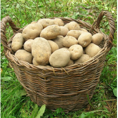 Семенной картофель Скарб, 1 кг