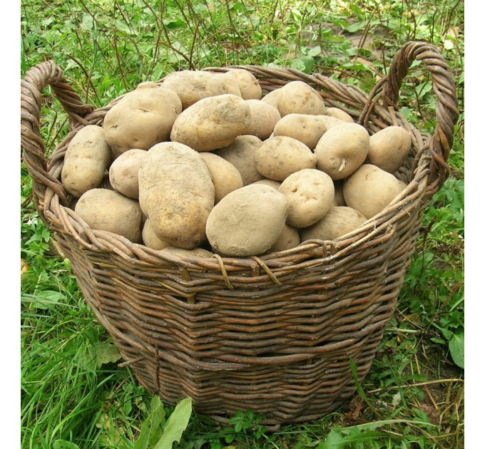 Семенной картофель Скарб, 1 кг