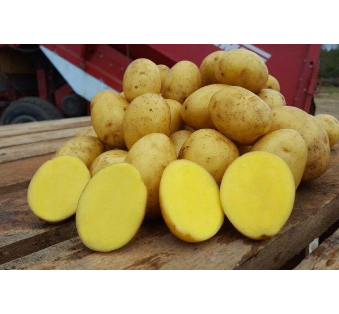 Семенной картофель Скарб, 1 кг