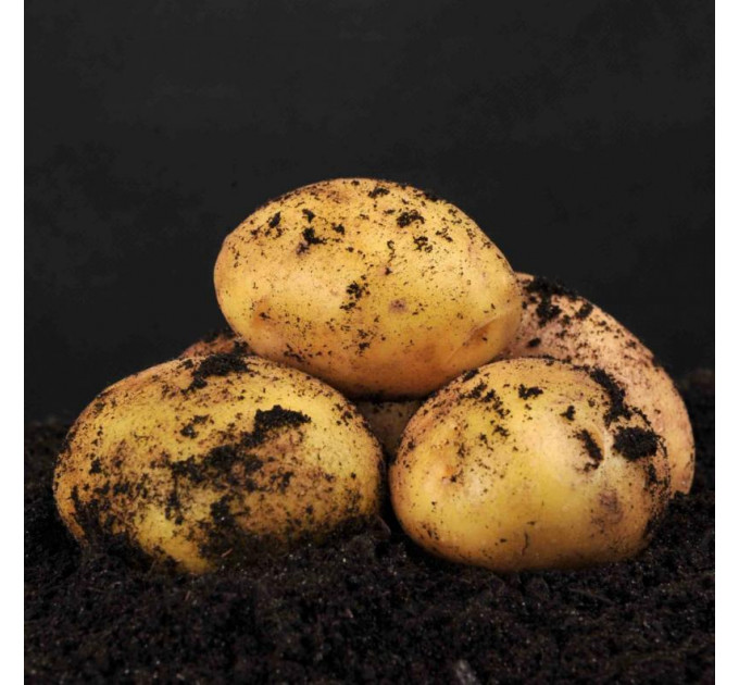 Семенной картофель Скарб, 1 кг