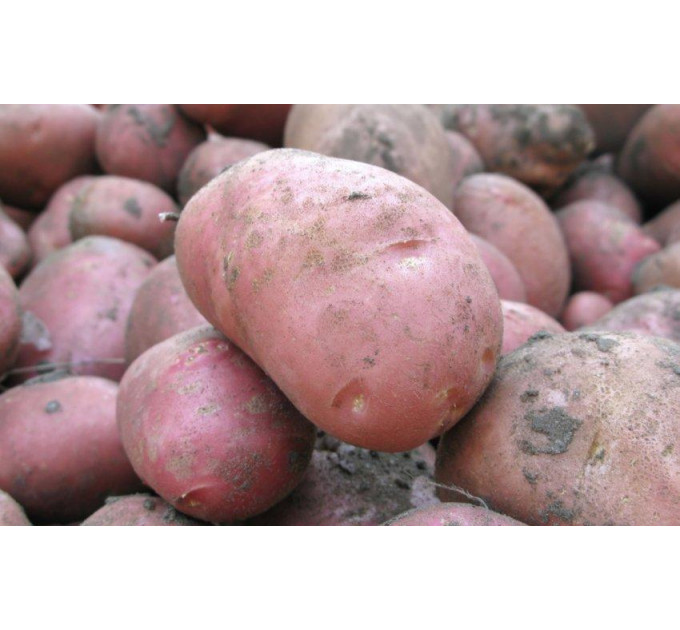 Семенной картофель Ред Соня, 2 репродукция