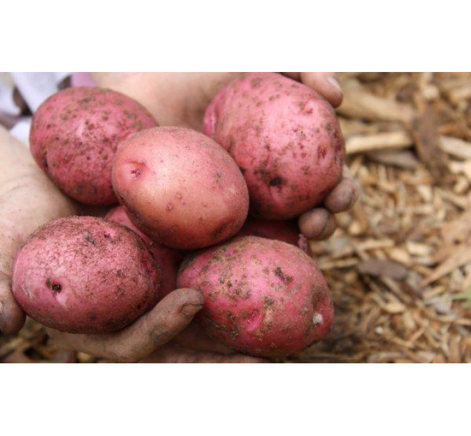 Семенной картофель Ред Соня, 2 репродукция