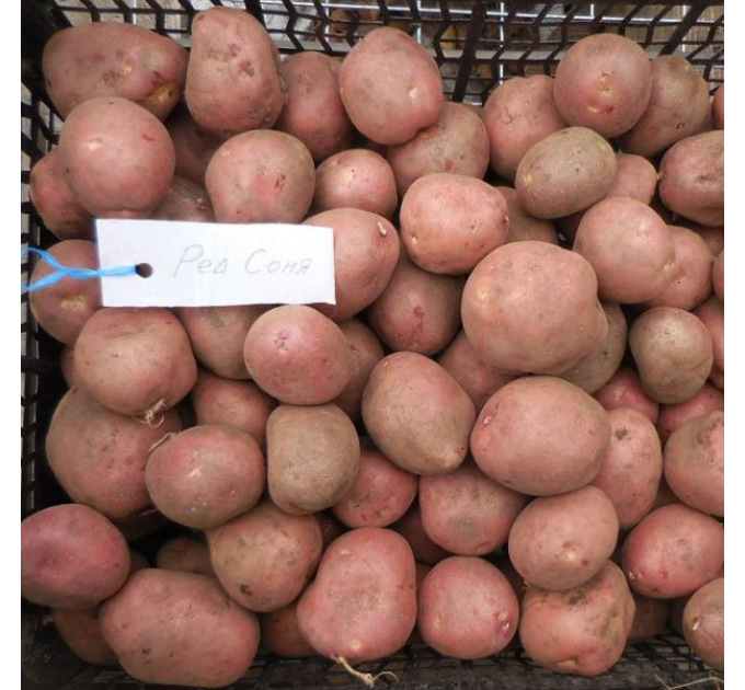 Семенной картофель Ред Соня, 2 репродукция