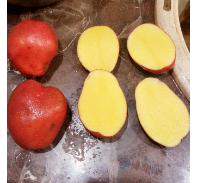Семенной картофель Ред Соня, 2 репродукция