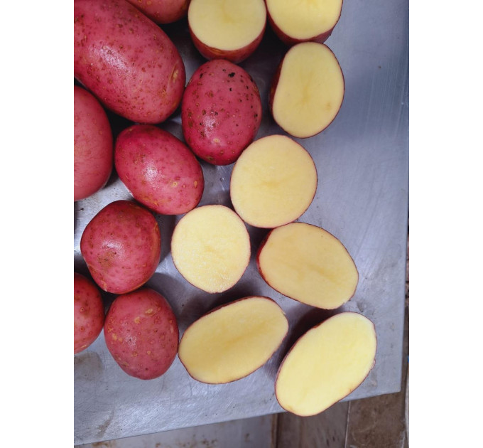 Семенной картофель Ред Соня, 2 репродукция