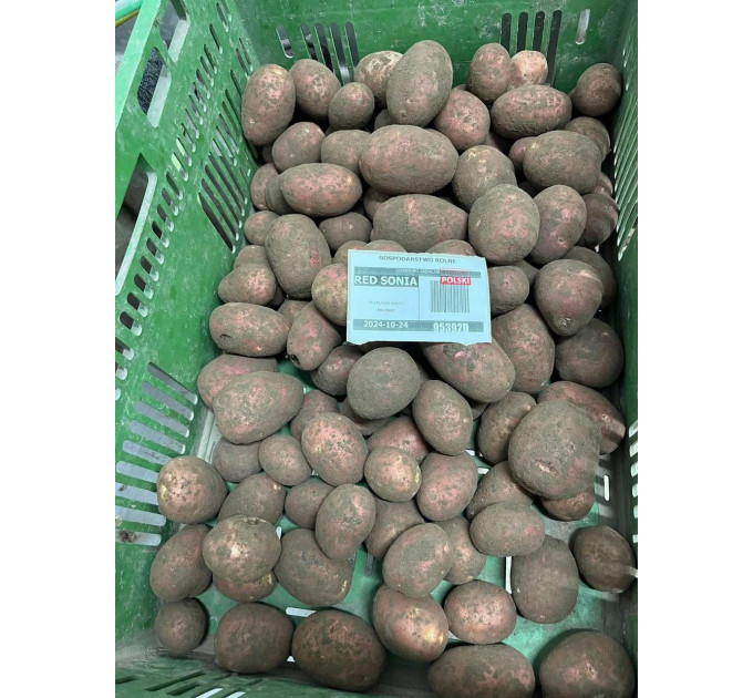 Семенной картофель Ред Соня, 2 репродукция