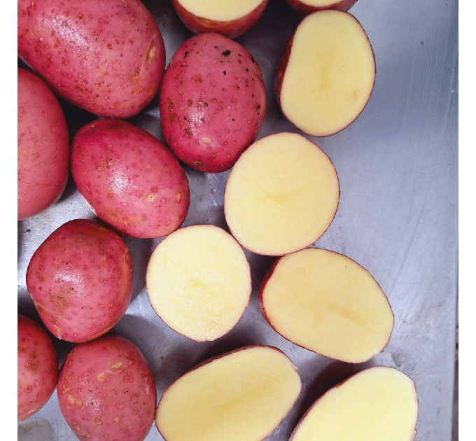 Семенной картофель Ред Соня, 2 репродукция