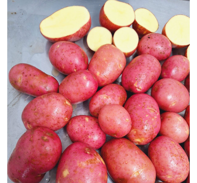 Семенной картофель Ред Соня, 2 репродукция