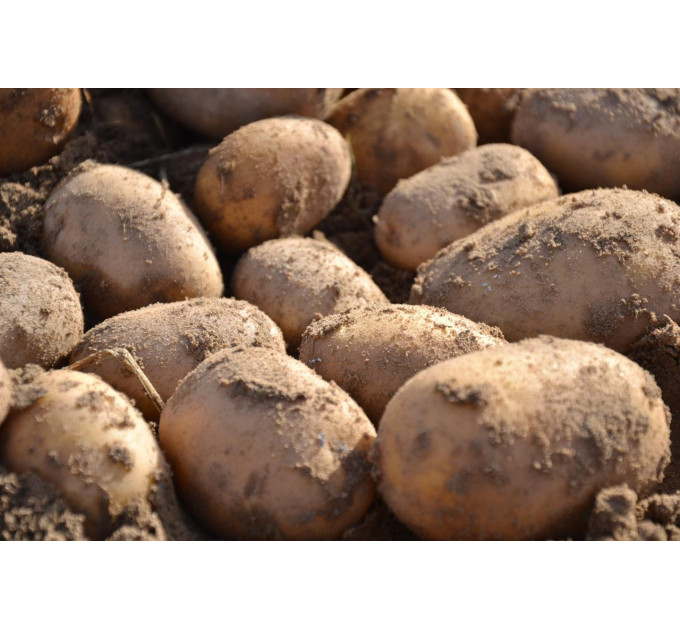 Семенной картофель Юлинка (Julinka), 2 репродукция