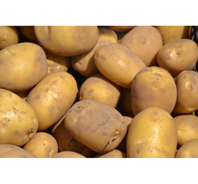 Семенной картофель Юлинка (Julinka), 2 репродукция