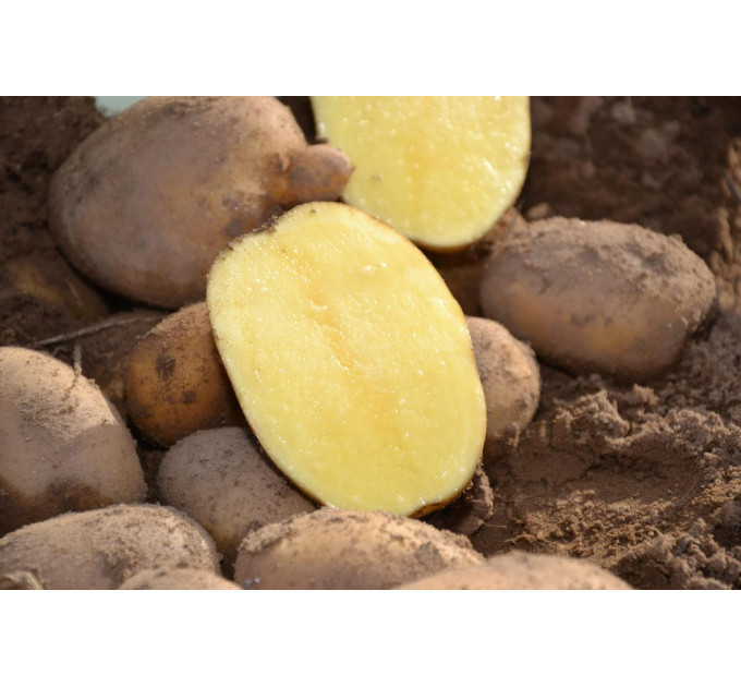 Семенной картофель Юлинка (Julinka), 2 репродукция