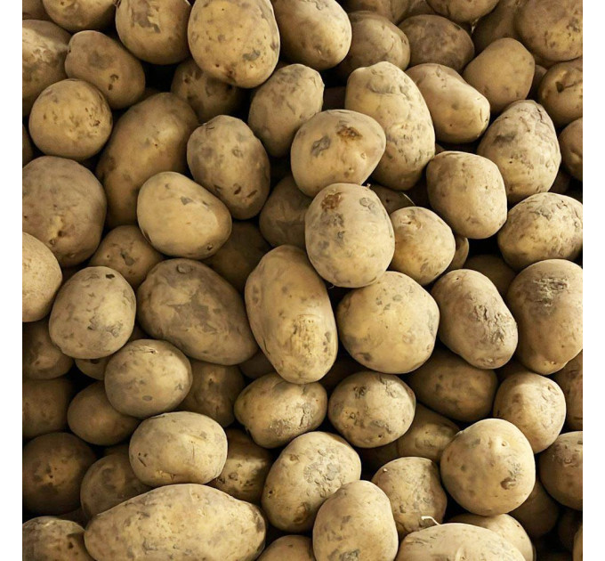 Семенной картофель Юлинка (Julinka), 2 репродукция