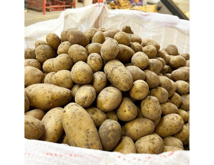 Семенной картофель Юлинка (Julinka), 2 репродукция
