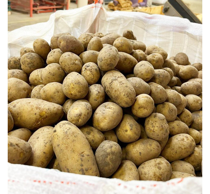 Семенной картофель Юлинка (Julinka), 2 репродукция