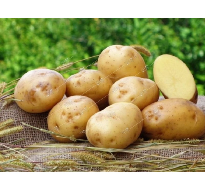 Семенной картофель Ривьера 50-60 дней, 2 репродукция