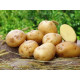 Семенной картофель Ривьера 50-60 дней, 2 репродукция