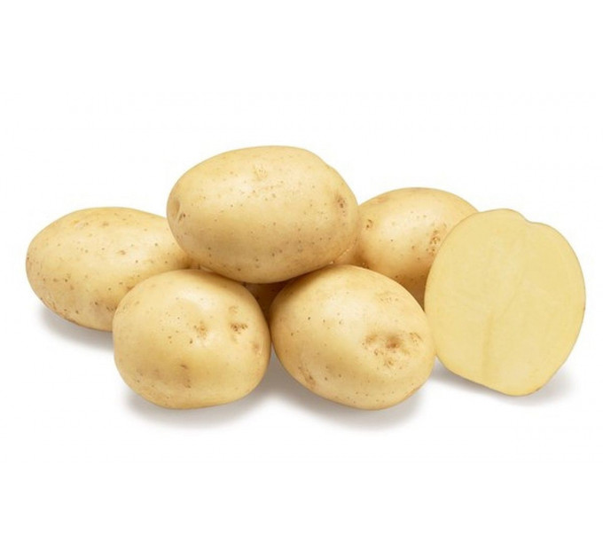 Семенной картофель Ривьера 50-60 дней, 2 репродукция