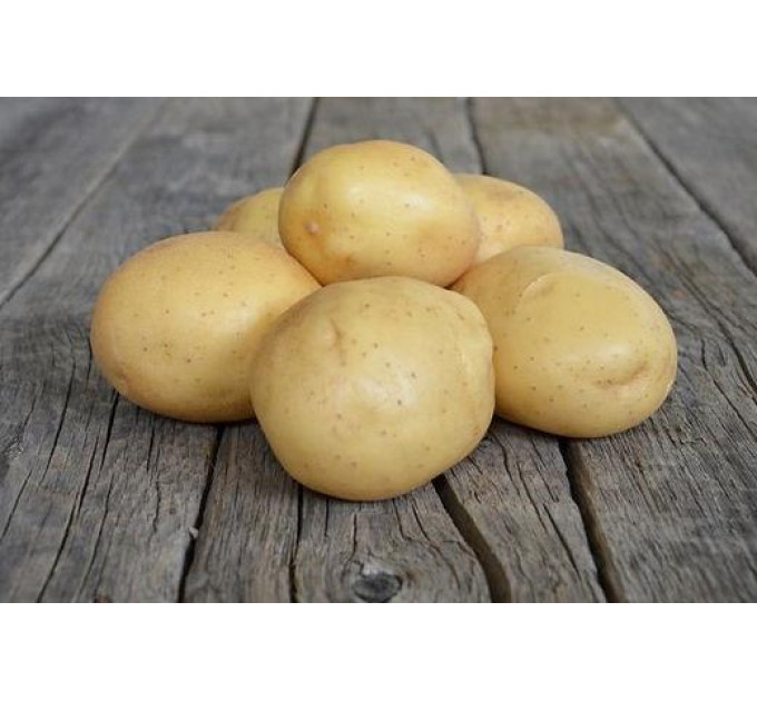 Семенной картофель Мелоди, 110-120 дней 2 репродукция