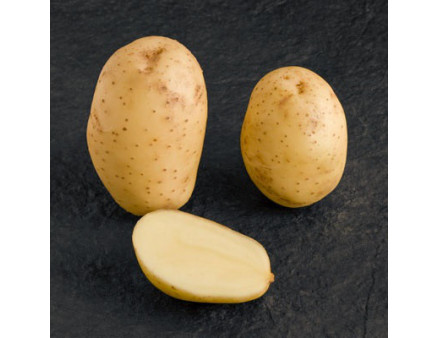 Семенной картофель Мелоди, 110-120 дней 2 репродукция