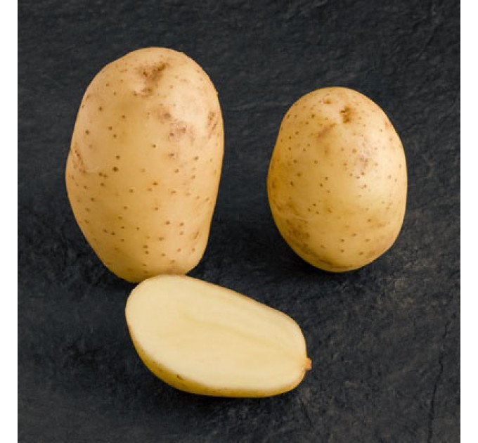 Семенной картофель Мелоди, 110-120 дней 2 репродукция