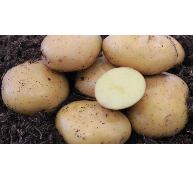 Семенной картофель Мелоди, 110-120 дней 2 репродукция