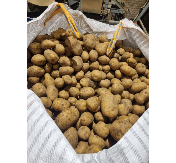 Семенной картофель Мелоди, 110-120 дней 2 репродукция