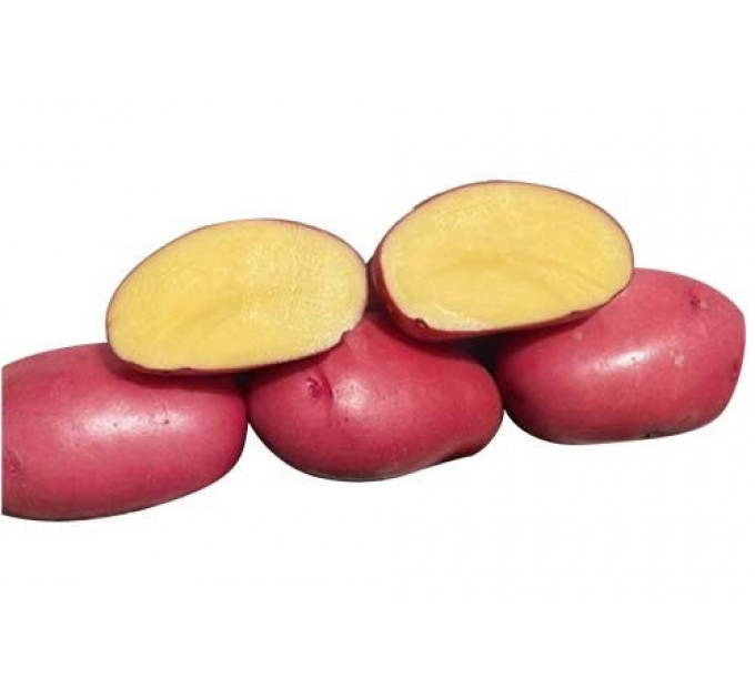 Семенной картофель Балтик Файер (Baltic Fire) 90-100 дней, 2 репродукция