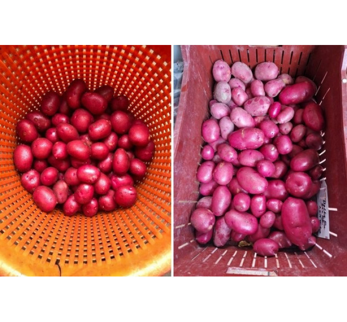 Семенной картофель Балтик Файер (Baltic Fire) 90-100 дней, 2 репродукция