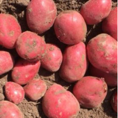 Семенной картофель Балтик Файер (Baltic Fire) 90-100 дней, 2 репродукция