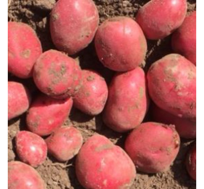 Семенной картофель Балтик Файер (Baltic Fire) 90-100 дней, 2 репродукция