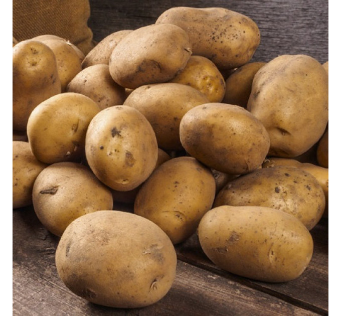 Семенной картофель Фабула (Fabula) 80-90 дней, 2 репродукция