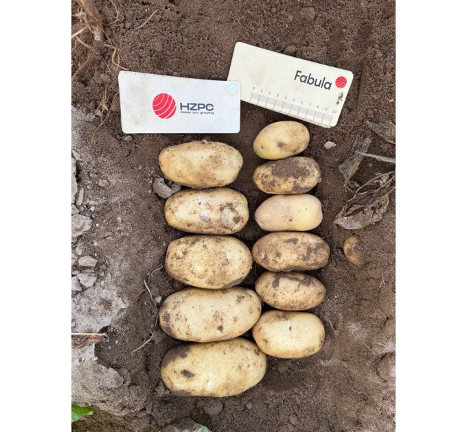 Семенной картофель Фабула (Fabula) 80-90 дней, 2 репродукция