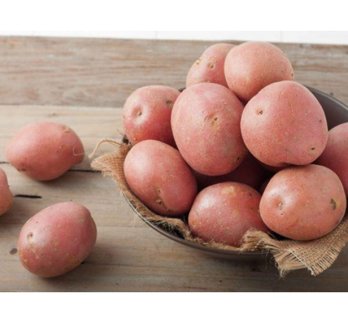 Семенной картофель Эволюшн (Evolution) 70-80 дней, 2 репродукция