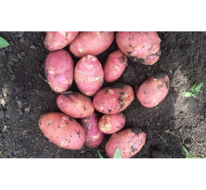 Семенной картофель Эволюшн (Evolution) 70-80 дней, 2 репродукция